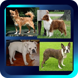 Dog Breed Picture Quiz