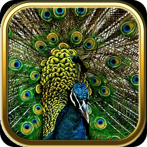 Free Peacock Puzzle Games