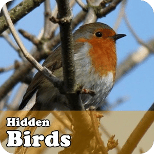Hidden Object Games - Birds