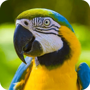 Parrots Puzzle