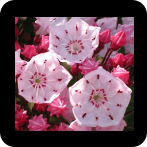 puzzle(flower)