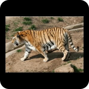 Animals jigsaw puzzles