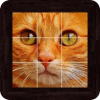 Cats Puzzles - 100 Pictures