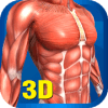 Muscular System 3D (anatomy) Quiz