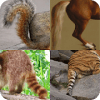 Guess the Name of Animal - Tail