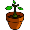 Potted Plant