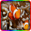 Find Nemo fishs puzzle games