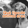 Quiz - ¿Qué tipo de animal eres?