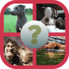 US dogs Quiz