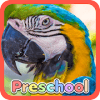 Wild Animal Preschool Games