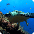 Sea Turtle