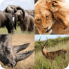 Kinder Afrika Tier Quiz