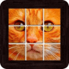 Cats Puzzles - 101 pictures