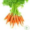 Carrot y