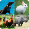 Guess Animal Game