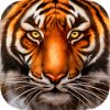 Wild Tiger Survival  Animal Simulator