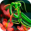 Mantis Life and Hunting Simulator