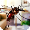 Flying Insect Mosquito Home Life Sim 3D