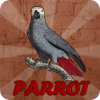 Grey Parrot Rescue