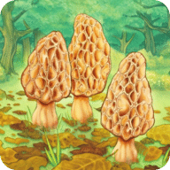 羊肚菌Morels