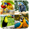 Parrots of Puzzles: Free Sliding Puzzle Game