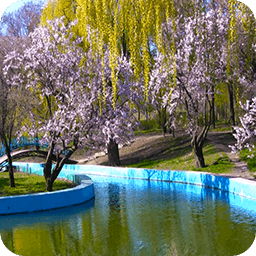 3D Spring Park Sakura Free