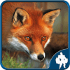 Fox Jigsaw Puzzles