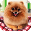 Pure Breed Miniature Dog Life Sim