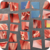 Red Velvet Image Puzzle
