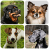 Dogs Quiz  Guess All Dog Breeds in the Photos