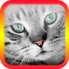 Translator for Cats - Cat Translator