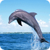 Dolphin Theme