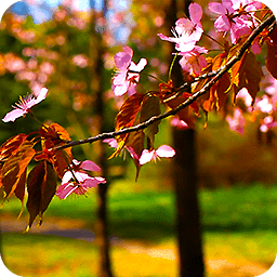 3D Sakura Blossom Stick Free