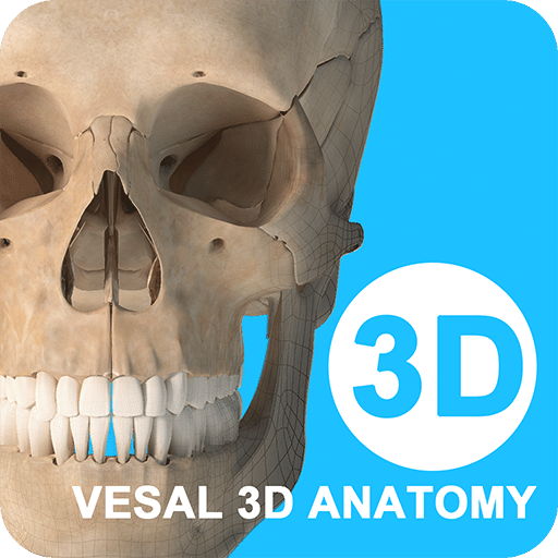 維薩里3D解剖