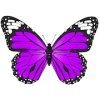 Butterfly Coloring Book Paint Free