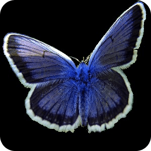 Puzzle Butterfly 2015 Free