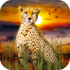 African Wild Life: Cheetah Survival