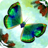 Flutter: Butterfly Sanctuary