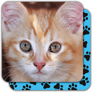 Memory Games free: Cute Cats