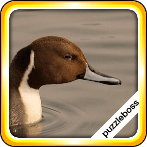 Lake Bird Jigsaw Puzzles