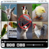 Animals Sounds with Videos