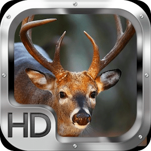 Whitetail Deer Adventure