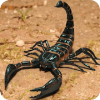Scorpion Family Sim