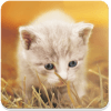 Kittens Memory Game with photos of cute kittens