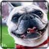 dog breed quiz: dog breed characteristics quiz