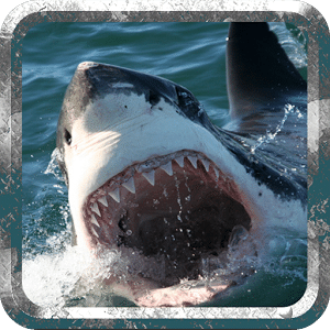 Wild Hunter Shark Simulator 3D