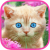 Brain games : Cat : Memory training *Free