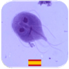 Quiz de Parasitología