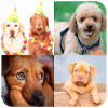 Dogs of Puzzles: Free Sliding Puzzle Game