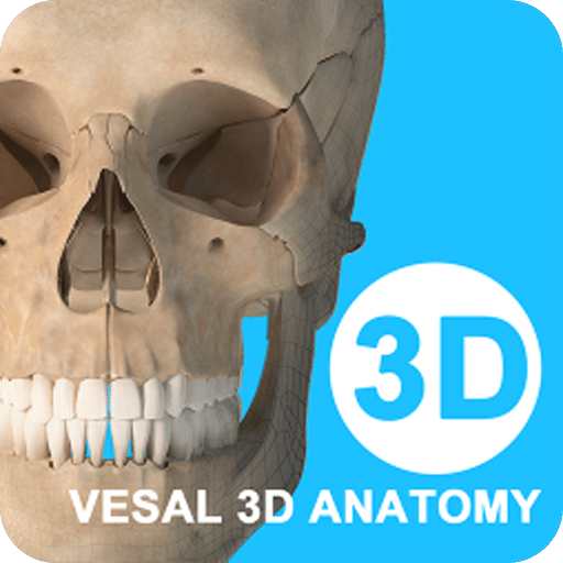 維薩里3D解剖